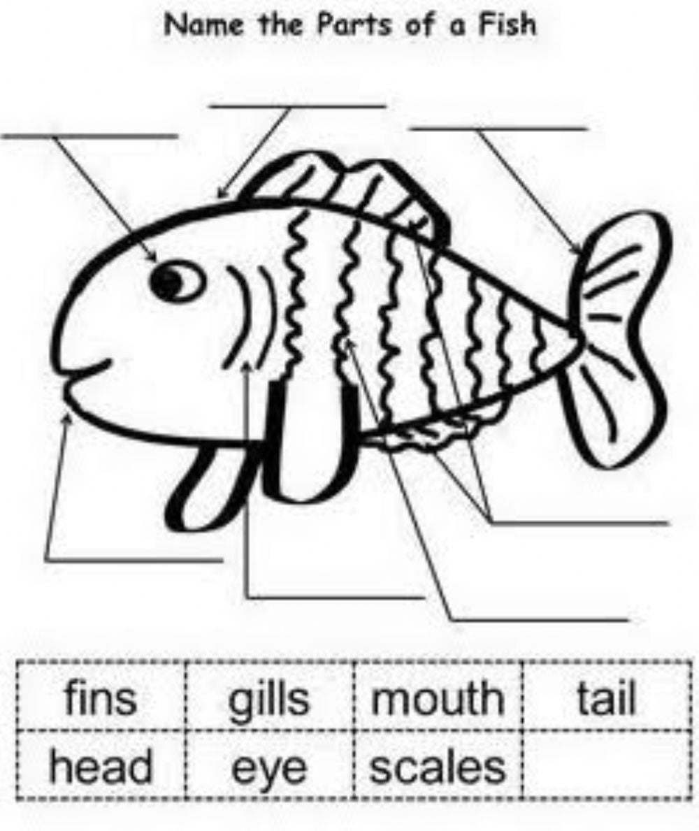 Fish Parts Worksheets WorksheetsCity