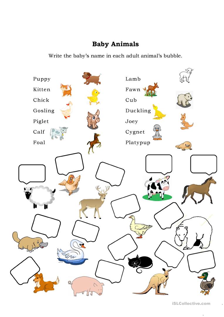 baby-animals-and-their-mothers-worksheets-worksheetscity